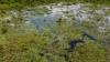 Every summer, divers stalk milfoil on a New Hampshire lake, where the invasive plant keeps winning