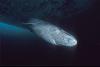 Note on Emerging Science: Long-Lived Greenland Sharks