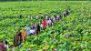 Dragon Boat Festival travel boom fuels cultural tourism