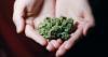 Man with cannabis prescription wins appeal and has drug-drive ban overturned