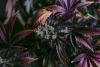 Regulated, Untamed, and Built to Last: Inside Montana Cannabis