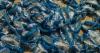 'Beautiful' blue sea creatures spotted on Welsh beaches - are they dangerous?