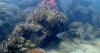 Scientists hunt 'super reefs' that can survive warming seas, and Miami has a front-row view