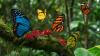 Colombia Wins Global Butterfly Week With 509 Butterfly Species Recorded