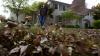 I agree with Ann Arbor's leaf blower ban