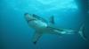 How can we reduce shark attacks while also protecting marine ecosystems?