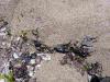 Environment and Water Ministry Checks Reports of Oil Pollution on Bulgarian Black Sea Beaches