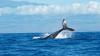This Key Tool Could Protect Whales and Dolphins Worldwide. Advocates Want the U.S. to Use It.