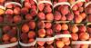 El Salvador Peach Festival Brings Highland Experience to Chalatenango