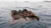 Abandoned tuna fishing gear smashes corals, harms wildlife in marine refuges, study finds