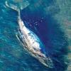 Iceland resumes whale hunt despite growing protest