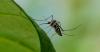 Why we don’t actually want a world without mosquitoes