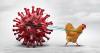 Bird Flu Spreads Rapidly Across Nepal, Affecting Kathmandu Valley