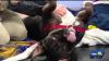 Baltimore Humane Society: Meet Teddy Bear, a big boy with a big heart who is ready for adoption