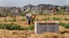 Parkinson’s Disease Is Consistently Linked to Pesticide Exposure. Farmworkers — and Nearby Communities — Are at Risk in Texas’s Rio Grande Valley.