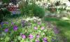 Northern Nevada gardens and landscapes: Not the traditional lawn
