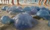 Tunisia : 49 bathing areas under health surveillance