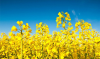 Moldova could benefit from European demand for biodiesel