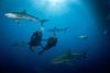 Shark Diving in The Bahamas: Nassau’s Best Dives and What to Know