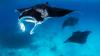 Madagascar, Zanzibar unveil sweeping protections for sharks and rays amid extinction crisis