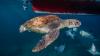 Night patrol teams on Cabo Verde beaches saw 30 loggerheads a night as study finds 80-fold rise