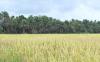Chinese hybrid rice brings new hope for bountiful harvests to Guinean farmers