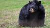 Black bear euthanized after Connecticut home break-in, linked to as many as six home entries