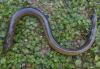 Costa Rica Wildlife Cameras Capture Rare Swamp Eel Encounters
