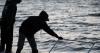 Delaware Bay horseshoe crab population nears recovery