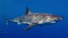 Rare great white sighting reveals Mediterranean mystery