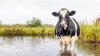 There is a very cool Irish version of swimming pigs in the Bahamas