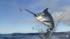 Swordfish Pierces Brazilian Surfer’s Heart in Costa Rica: A Miraculous Story of Survival