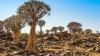 Namibia's Quiver Tree Forest: A hiker's paradise
