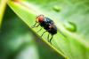 Agriculture Officials Say Screwworm Risk Remains Minimal in the Shenandoah Valley