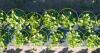 UF experts help farmers use web-based tools to predict crop yields faster, more accurately