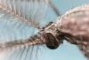 Small but mighty: the mosquito's impact on malaria and human history