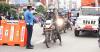 Over Rs 1.53 million collected in traffic fines in Kathmandu Valley