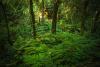 Expo Madera 2026 To Highlight Paraguay’s Growth As Regional Forestry Power