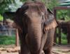 Hawaii Supreme Court to hear elephants’ rights case against Honolulu Zoo