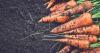 From gut health to soil health: Why agriculture must learn from probiotics