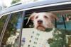 Hospital issues urgent warning after dogs left in cars during appointments