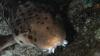 Scientists Just Discovered a New Walking Shark, and It Has a Very Fitting Nickname