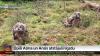 Eagle owlets leave their nests in Latvia