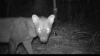 Over 4,000 images and 20 years later, researchers have shed much-needed light on this elusive Amazonian dog