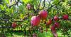 Ahead of India-US trade talks, apple farmers write to PM Modi, raising concerns over tariff cut on imports