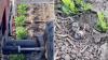 A killdeer faked a broken wing, and a farmer did everything possible to spare its hidden nest