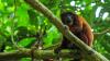 Study offers first map of Amazon’s climate-resilient upslope corridors