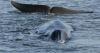Iceland kills first whales in years after restarting commercial hunt