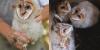 North Carolina baby barn owls gain international fans