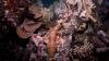 Never-before-seen shark that 'walks' on land discovered off Papua New Guinea